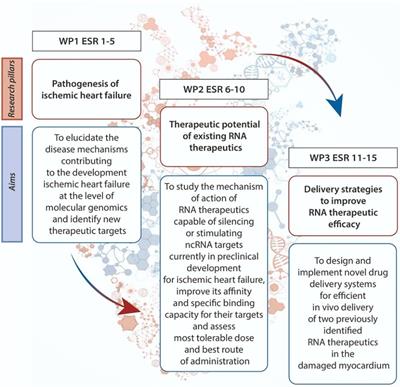 Harnessing the power of RNA therapeutics in treating ischemic heart failure: the TRAIN-HEART story